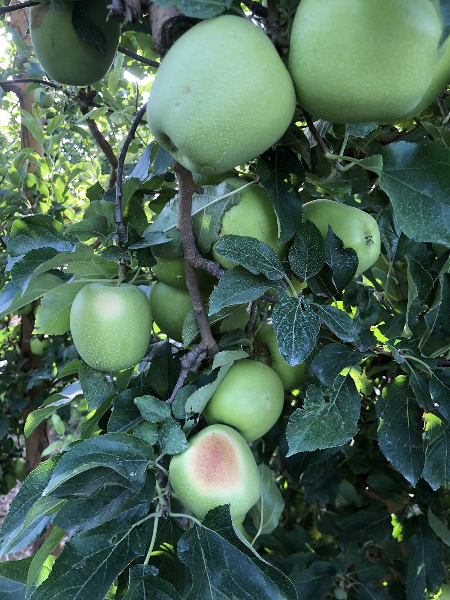 jcgsarri79's tweet photo. Ara a més a més, de les gelades, pedregades, ventades i sequeres, arriben les calorades, que cremen la fruita com mai s'havia vist https://t.co/TFQHqYQbDH