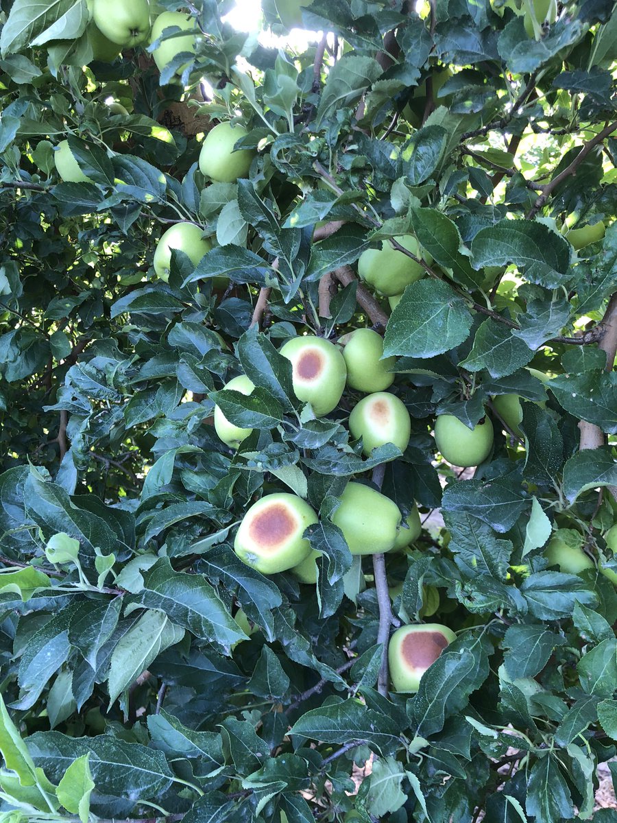jcgsarri79's tweet photo. Ara a més a més, de les gelades, pedregades, ventades i sequeres, arriben les calorades, que cremen la fruita com mai s'havia vist https://t.co/TFQHqYQbDH