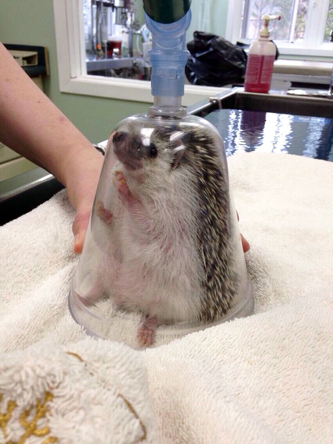 semifreqsonic's tweet photo. In real life, small chambers are placed over hedgehogs during the process of anesthesia.

This has next to nothing to do with Sonic the Hedgehog, but it makes this visual from Sonic Adventure 2 a lot funnier. https://t.co/5CQ39xpggX