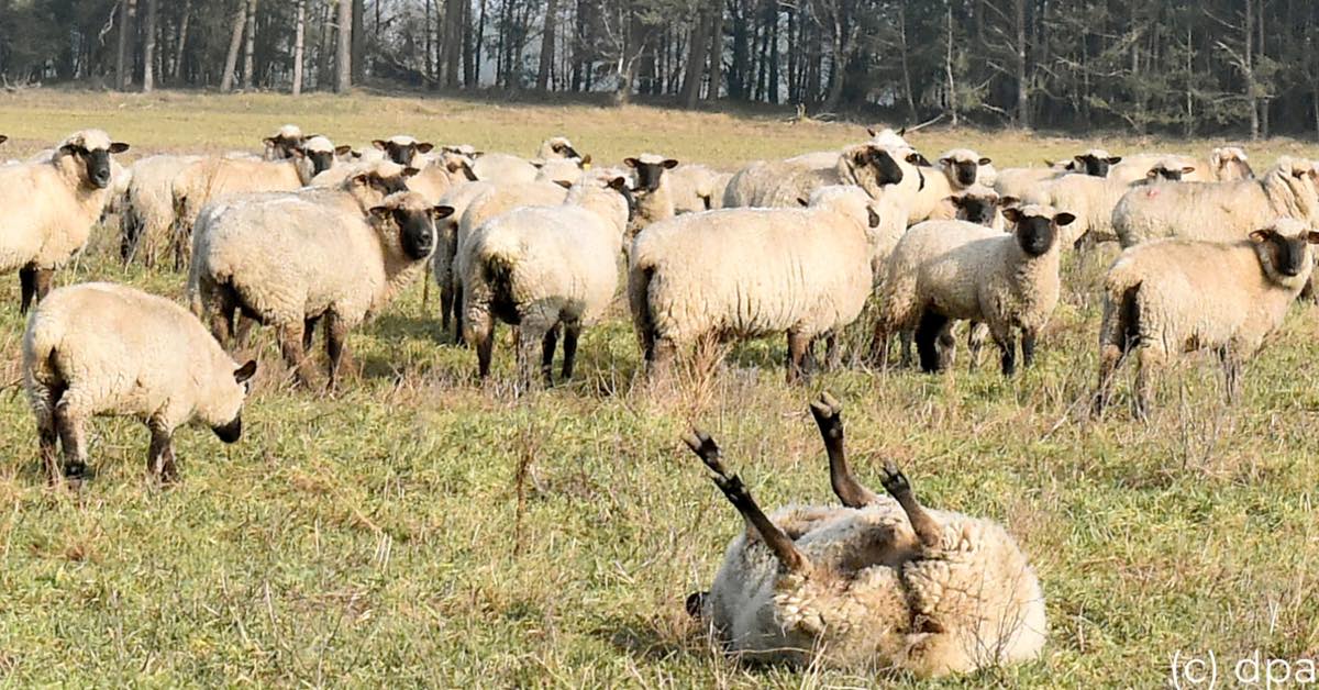 TyskAmbDk's tweet photo. Tag hånd om væltede får! De kan ikke selv komme på benene igen, lyder et appel fra landbruget i Niedersachsen. Lyder sjovt, men det kan være livsfarligt  for dem. Så hvis I ser væltede får på  jeres ferie så bedes I hjælpe dem  ved at tage godt fat i deres uld og give dem et skub https://t.co/WIs8Ewt6Pl