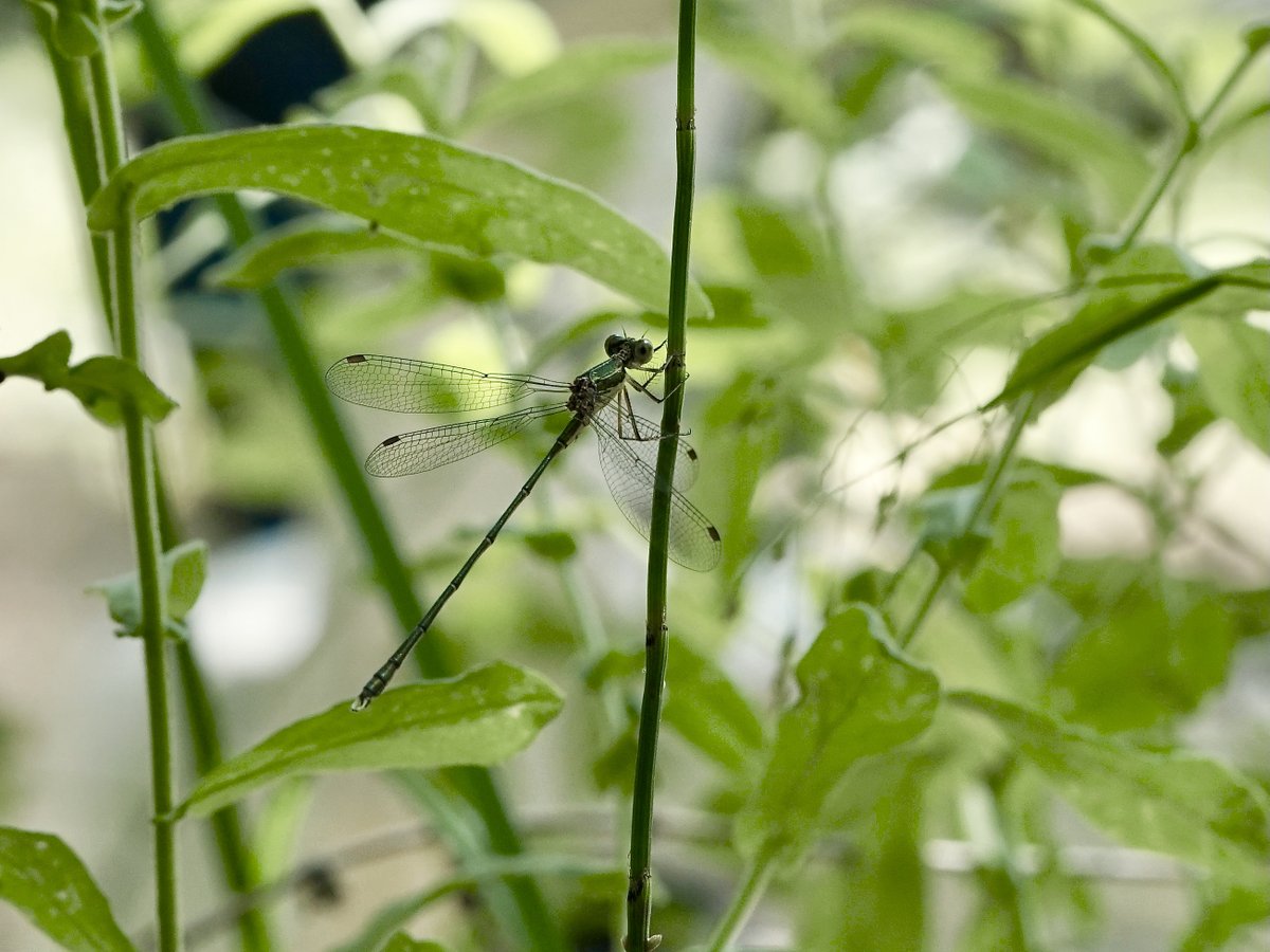 thomas_buechner's tweet photo. Chalcolestes parvidens
Östliche #Weidenjungfer
Eastern Willow #Spreadwing
female & male
Cyprus 2023-06-29
#Libellen
#Damselflies
#Lestidae
#ICO2023 https://t.co/4DcAKfpqAB