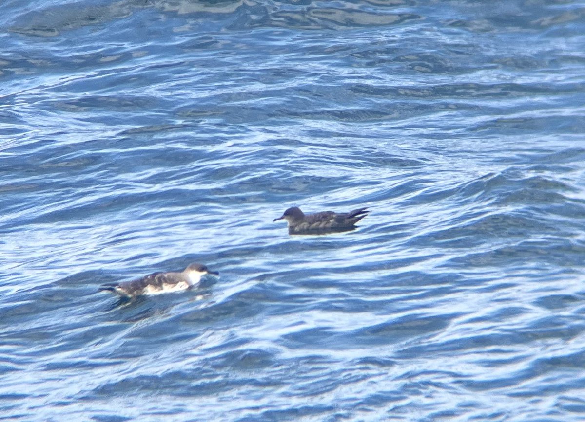 Great Shearwater (left) and Sooty Shearwater (right).

Saw hundreds of these guys on a whale watching tour out of Cape Cod, MA ❤️❤️❤️❤️❤️