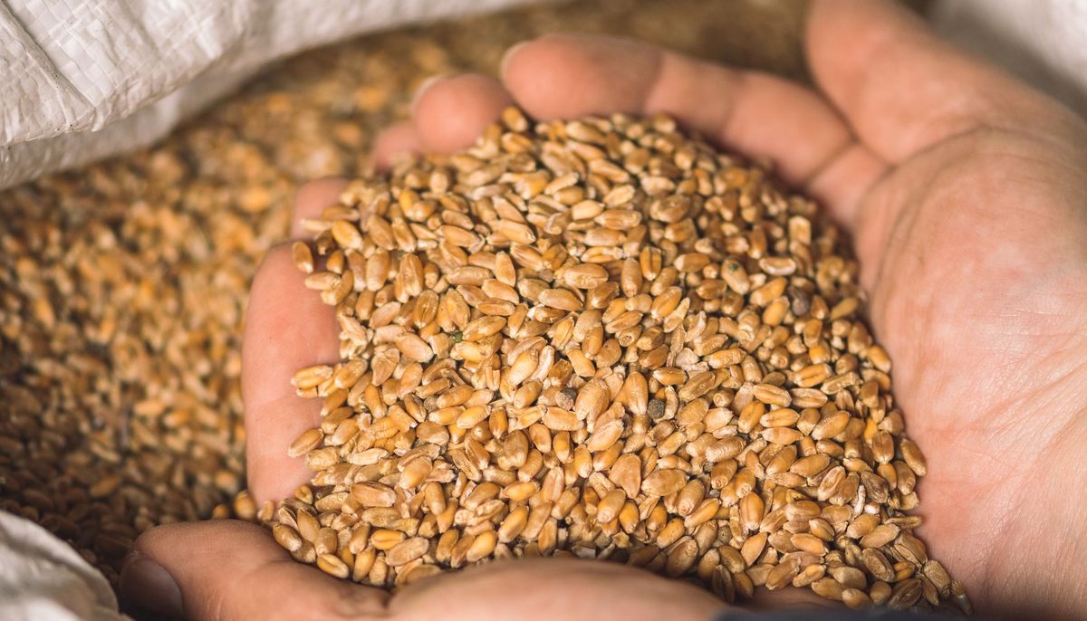 #Weizenarten sind unterschiedlich #allergen. Trotz ihrer nahen Verwandtschaft unterscheiden sie sich je nach Art und Standort deutlich in der Zusammensetzung ihrer Proteine, die teilweise zu Entzündungen und #Allergien beitragen können. ow.ly/QWrY50OYY1R