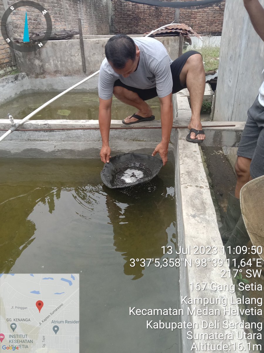 NKabinawati's tweet photo. Kamis, 13 Juli 2023, Nurul Kabinawati Luhkan Kab. Deli Serdang mendampingi kegiatan panen benih lele sebanyak 60 ribu ekor dengan harga jual Rp 200/ekor di UPR bpak Putra
#GiatLuhkanSatminkalBP3
@puslatluhkp 
@bppsdm_bp3medan https://t.co/DQZzRjXEk4