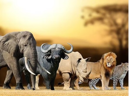 savanna_trails's tweet photo. #AfricanWildlifeQuiz 🦛🐊
Take a refreshing break and embark on an exciting journey through the wilds of Africa! 🐾
💡 Which creature is known as the "river horse"?
a) Crocodile
b) Hippopotamus
c) Gorilla
#WildlifeTrivia #NatureTrivia #LunchBreak #EscapeTheRoutine #Uganda https://t.co/URkayDj5ny