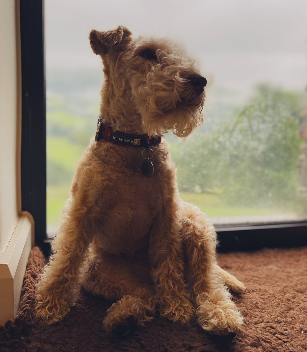 PoppytheLakelandTerrier tweet media