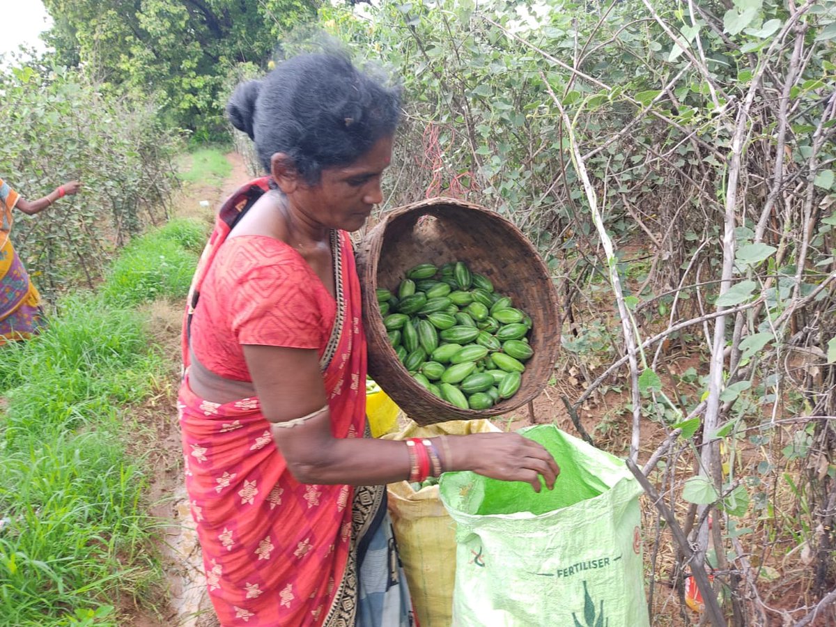 DfoSundargarh's tweet image. Pointed Gourd cultivation and Marketing of Sushree SHG,IMK SHG and Maa Martha SHG of Satajoria VSS under Lephripara FMU is providing a very good alternate livelihood to them.
#OFSDP initiative using Revolving Fund.
@CMO_Odisha @ForestDeptt @pccfodisha @mission_shakti @IPR_Odisha