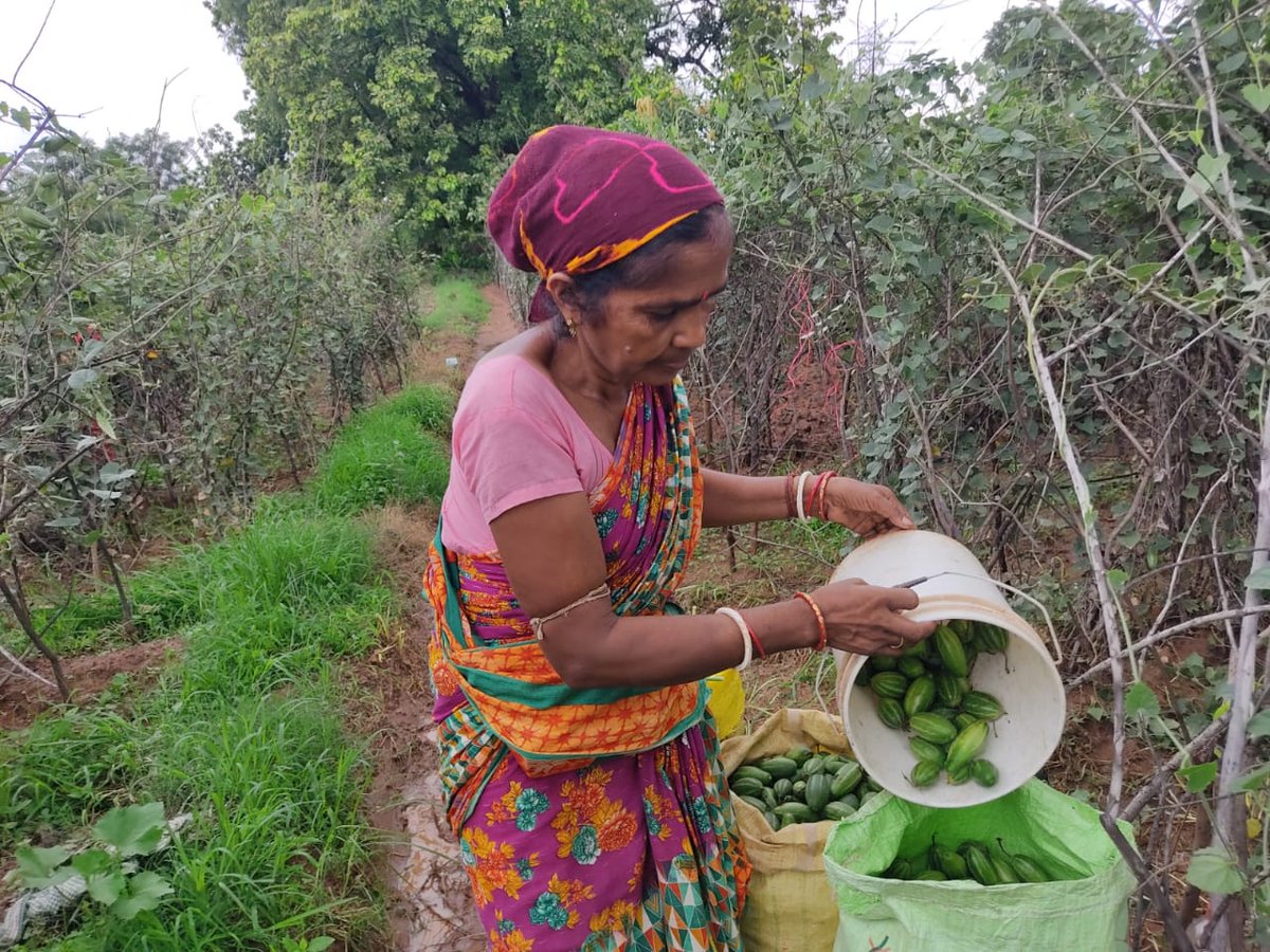 DfoSundargarh's tweet image. Pointed Gourd cultivation and Marketing of Sushree SHG,IMK SHG and Maa Martha SHG of Satajoria VSS under Lephripara FMU is providing a very good alternate livelihood to them.
#OFSDP initiative using Revolving Fund.
@CMO_Odisha @ForestDeptt @pccfodisha @mission_shakti @IPR_Odisha
