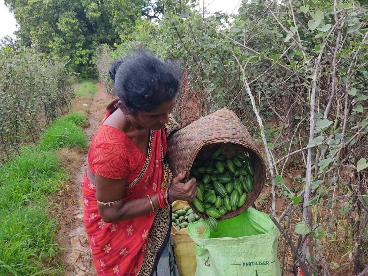 DfoSundargarh's tweet image. Pointed Gourd cultivation and Marketing of Sushree SHG,IMK SHG and Maa Martha SHG of Satajoria VSS under Lephripara FMU is providing a very good alternate livelihood to them.
#OFSDP initiative using Revolving Fund.
@CMO_Odisha @ForestDeptt @pccfodisha @mission_shakti @IPR_Odisha
