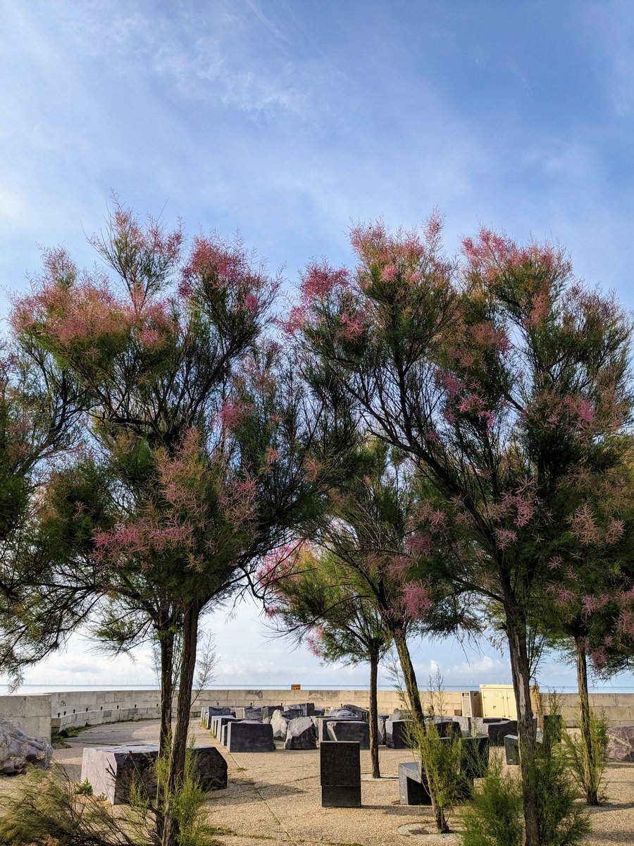 fionaduggan's tweet photo. Seafront. #Worthing ❤️🌳 https://t.co/mxmkAzBt4W