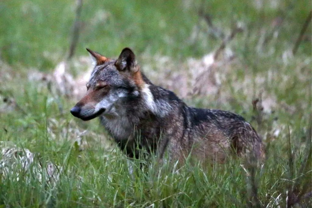 Will Bundesrat Rösti Wolf-Abschussregeln durch die Hintertür einführen? Eine Verordnungsänderung ohne Vernehmlassung geht gar nicht, finden BirdLife Schweiz, @pronaturach, @WWF_Schweiz und @WolfSchweiz. aargauerzeitung.ch/schweiz/jagdge…