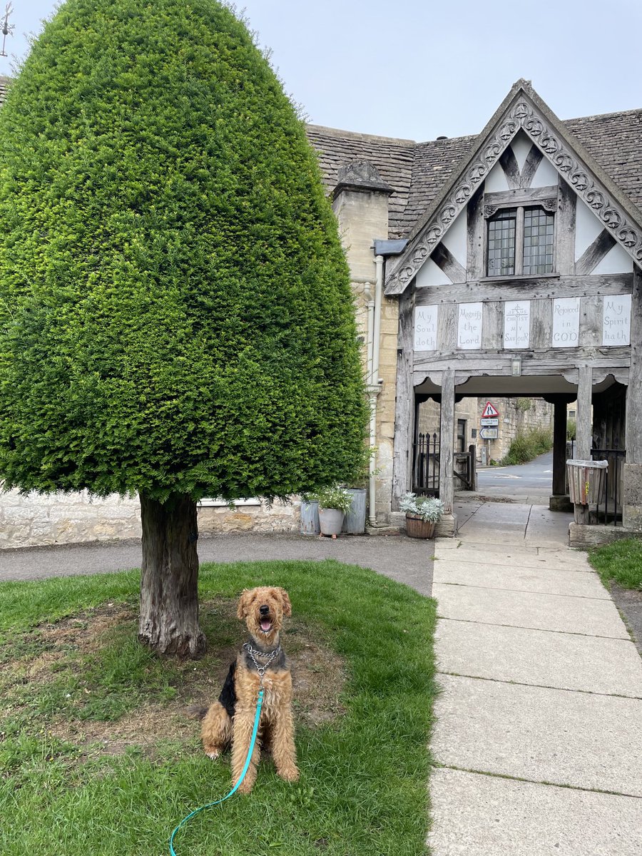 Ralf Bat 🦇 Dog & Margo (Moo) on Twitter "Morning everypaw. There are