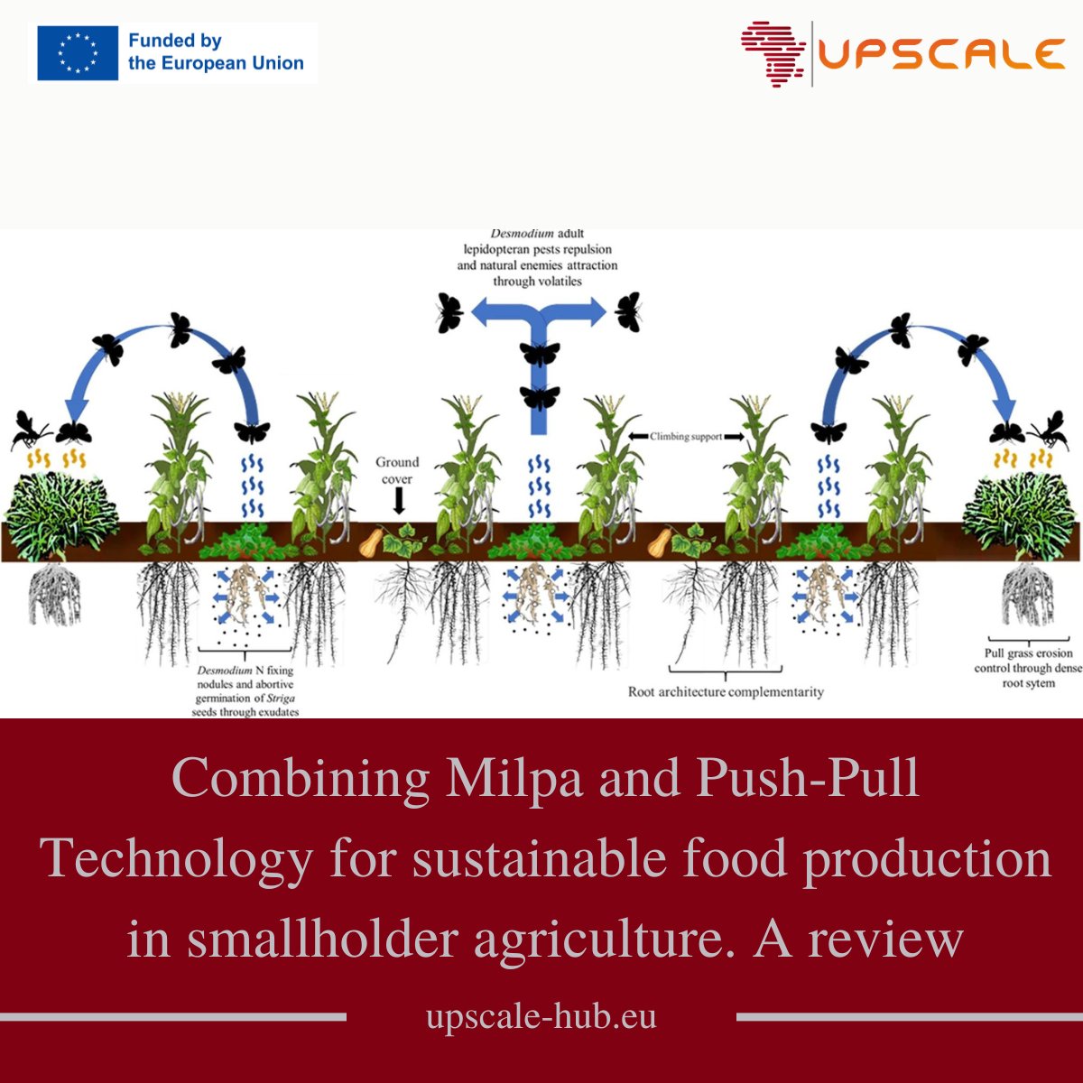 upscale_h2020's tweet photo. @LibranEmbid_F, @WoleOlagoke and our project coordinator @eap_martin  published a new UPSCALE publication in the prestigious scientific journal “Agronomy for Sustainable Development” with IF 7.3

🌐 Find the full preprint on the following link
https://t.co/0taaGHT1l5

 #h2020 https://t.co/1VONFz1ETP