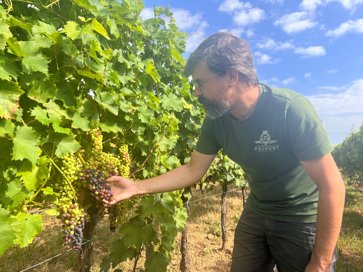 Preuve de concept : comment réussir à ne traiter que 2 fois ses vignes ce millésime 2023 à  Bordeaux sans avoir de pertes de récolte conséquentes ? Avec des vignes  résistantes au mildiou, qui traversent la saison sans accroc témoigne Jérémy Ducourt.
vitisphere.com/actualite-9986…