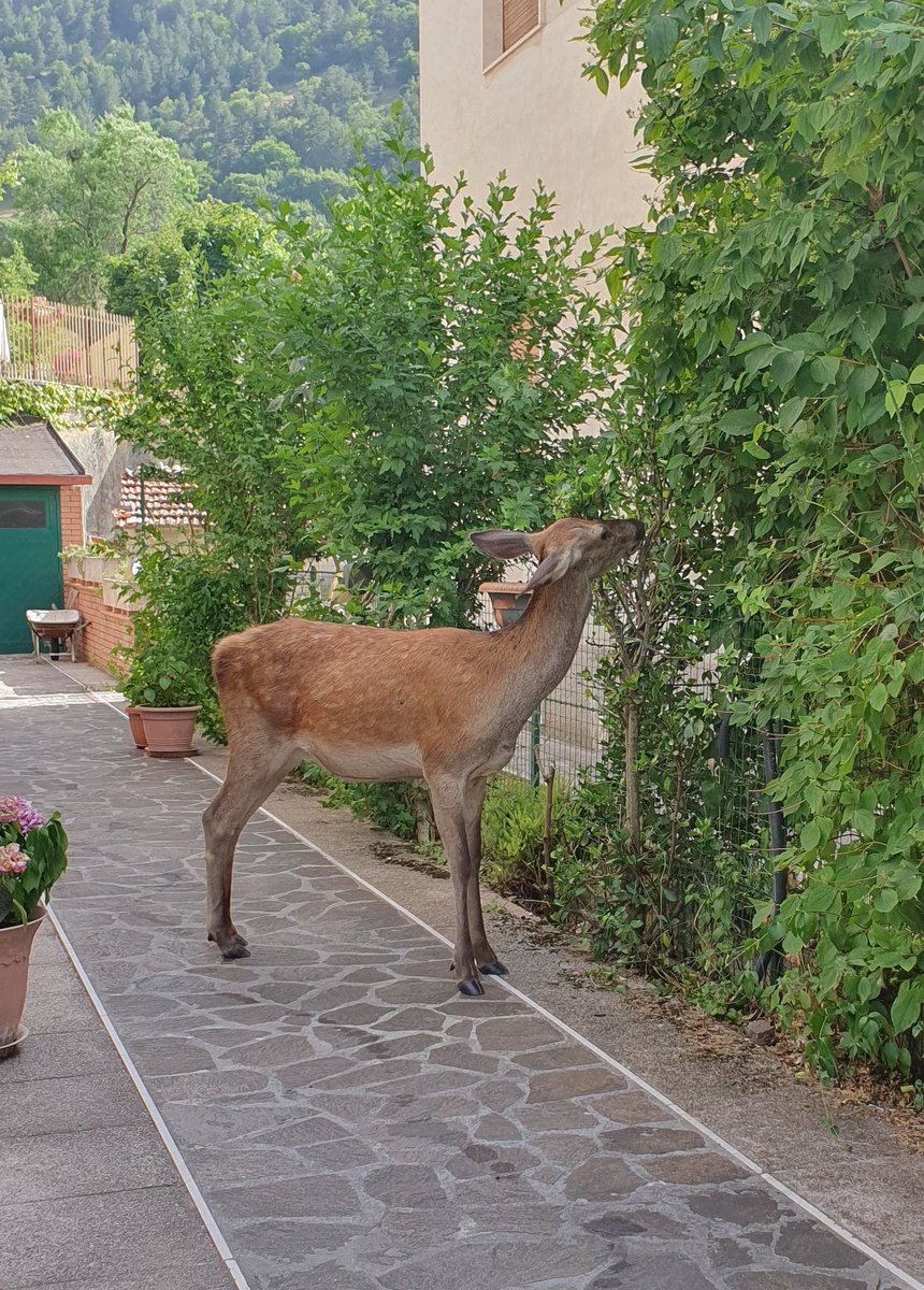 Gisteren in #Villalago; ieri a Villalago
#cervo