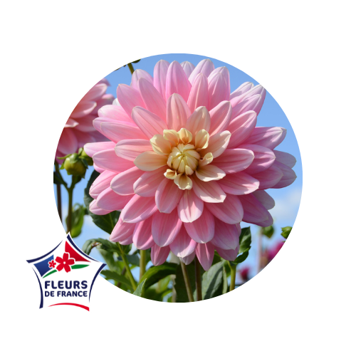 qualiteplantes's tweet photo. Zoom sur une fleur d’été : Le #dahlia ! ☀️💐
Que ce soit de petits #pompons ou de grandes #fleurs en forme d’étoile, vous trouverez forcément votre bonheur. 

Une fleur… 
🔅Légère 
🔅Estival
🔅Colorée
🔅Résistante
🔅Variée

➡️Le saviez-vous? Des #variétés #LabelRouge existent ! https://t.co/0qjAYsQ2LY
