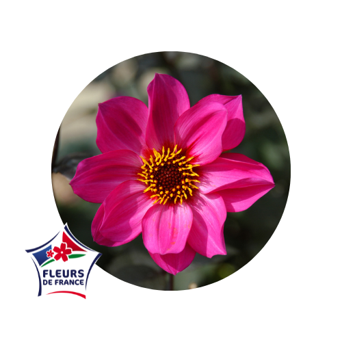 qualiteplantes's tweet photo. Zoom sur une fleur d’été : Le #dahlia ! ☀️💐
Que ce soit de petits #pompons ou de grandes #fleurs en forme d’étoile, vous trouverez forcément votre bonheur. 

Une fleur… 
🔅Légère 
🔅Estival
🔅Colorée
🔅Résistante
🔅Variée

➡️Le saviez-vous? Des #variétés #LabelRouge existent ! https://t.co/0qjAYsQ2LY