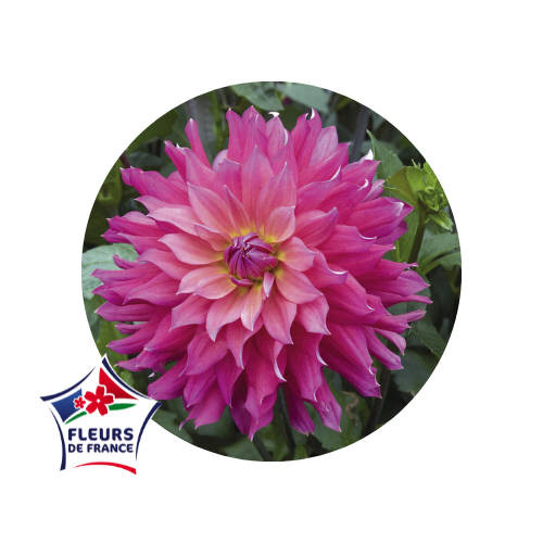 qualiteplantes's tweet photo. Zoom sur une fleur d’été : Le #dahlia ! ☀️💐
Que ce soit de petits #pompons ou de grandes #fleurs en forme d’étoile, vous trouverez forcément votre bonheur. 

Une fleur… 
🔅Légère 
🔅Estival
🔅Colorée
🔅Résistante
🔅Variée

➡️Le saviez-vous? Des #variétés #LabelRouge existent ! https://t.co/0qjAYsQ2LY