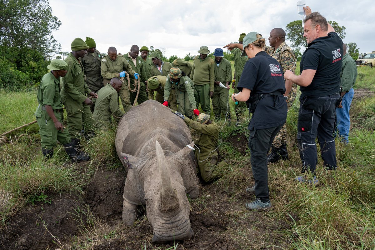 NORTHERN WHITE RHINO EMBRYO UPDATE

Fantastic news as FIVE new embryos and new surrogate mothers added to the Northern White Rhino rescue project!
 
Thread 👇