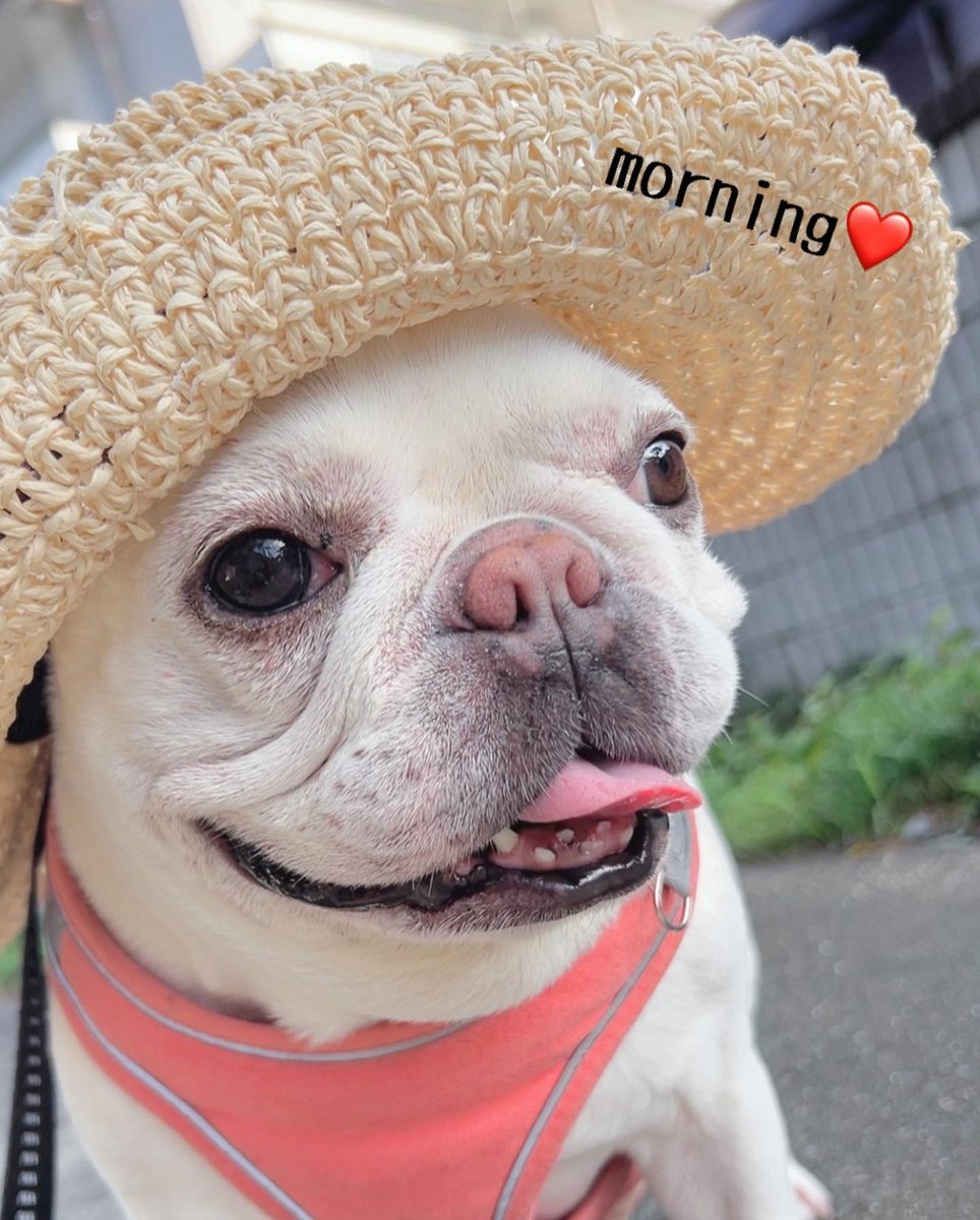 samdeep751's tweet image. Frenchie cute #animallover