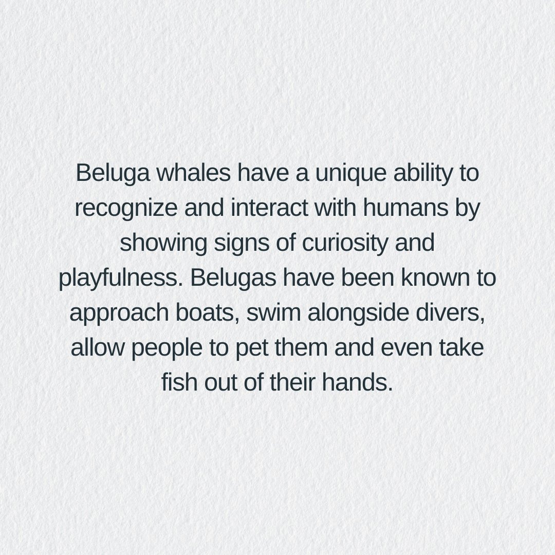 Are Beluga Whales Friendly – Are Belugas Friendly?

PART#02

#Airbus #ベルーガST #ベルーガ #FGSTB #BelugaST #aviation #神戸空港 #PlaneAlert #Pepecoin #sciquest #Oversizecargo #Beluga #WHALES