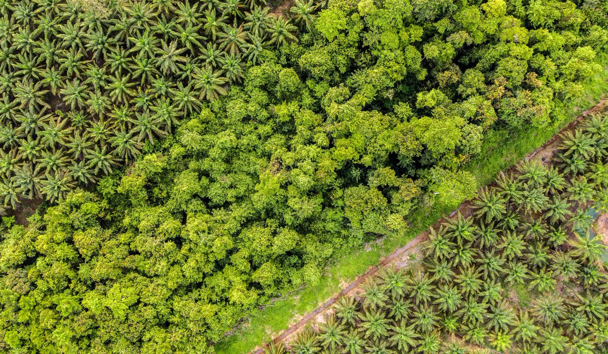 2/3 - using #PalmOil alternatives like sunflower or coconut which grow far less efficiently require the use of up to x10 more land to yield the same amount of oil This creates a different kind of problem Choosing SUSTAINABLE palm oil helps ensure wildlife habitats are protected