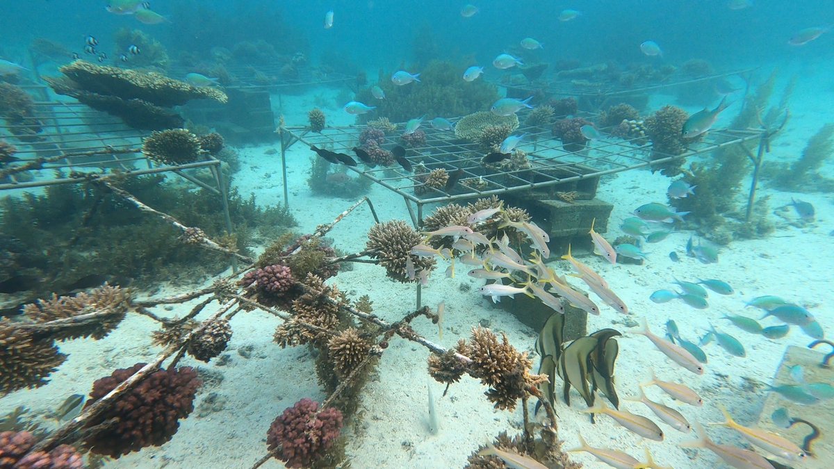 HUAWEI_TECH4ALL's tweet photo. In #Mauritius, coral reefs have always been a major pillar of biodiversity, together @IUCN and @EcoMode deployed the Western Indian Ocean’s first-ever coral farm to conserve coral reefs while bridging tech with nature in Mauritius.
Learn more:https://t.co/aY3gCuoStp
#Tech4Nature https://t.co/7rYTQUUQlU