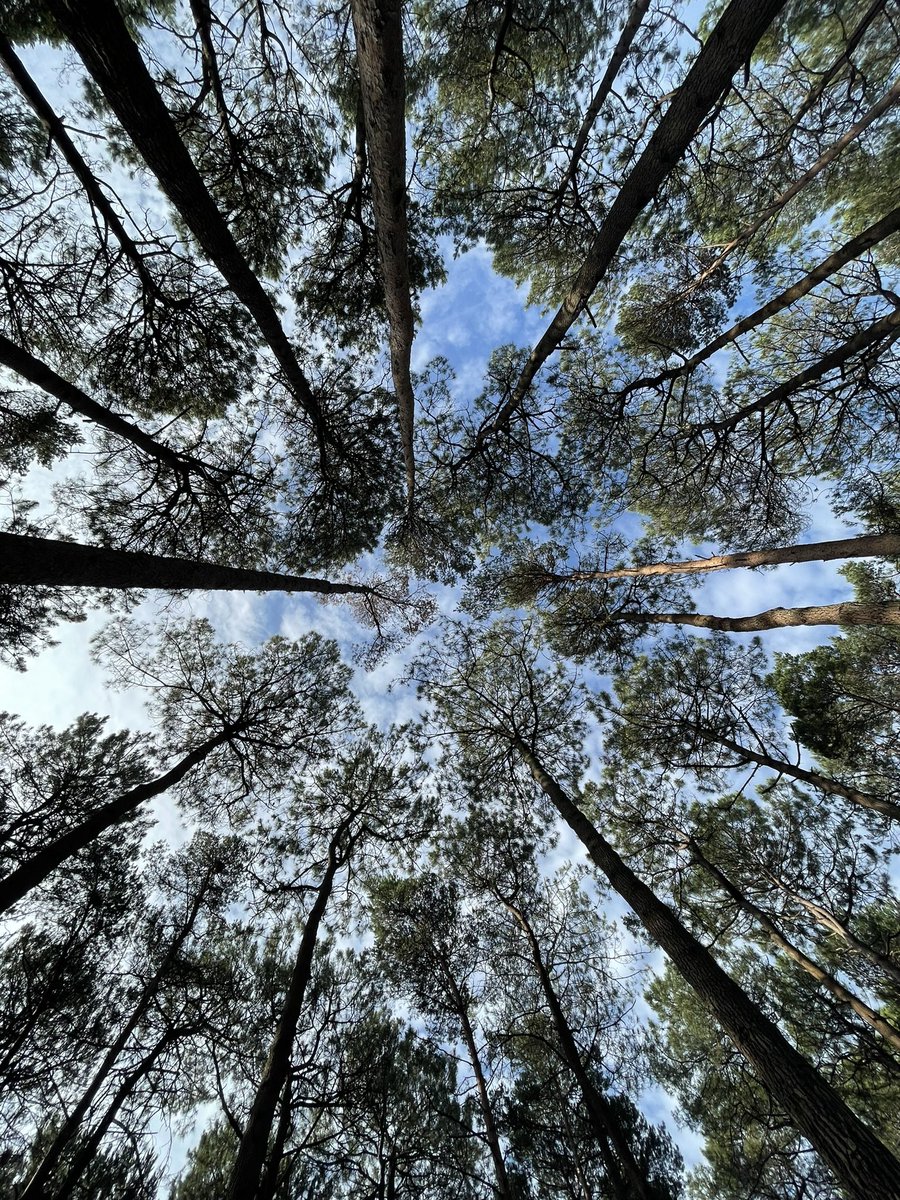 One for #treeclub courtesy of an early morning amble round <a href="/BrownseaNT/">Brownsea Island</a>