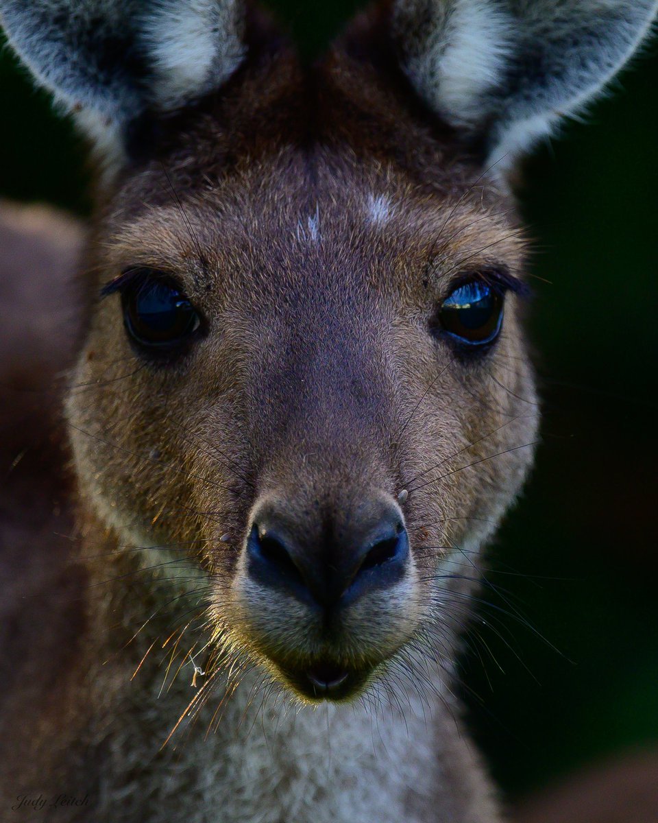 @kangaroosalive @DivineDropbear Beautiful Western Kangaroo. Thank you for your challenge