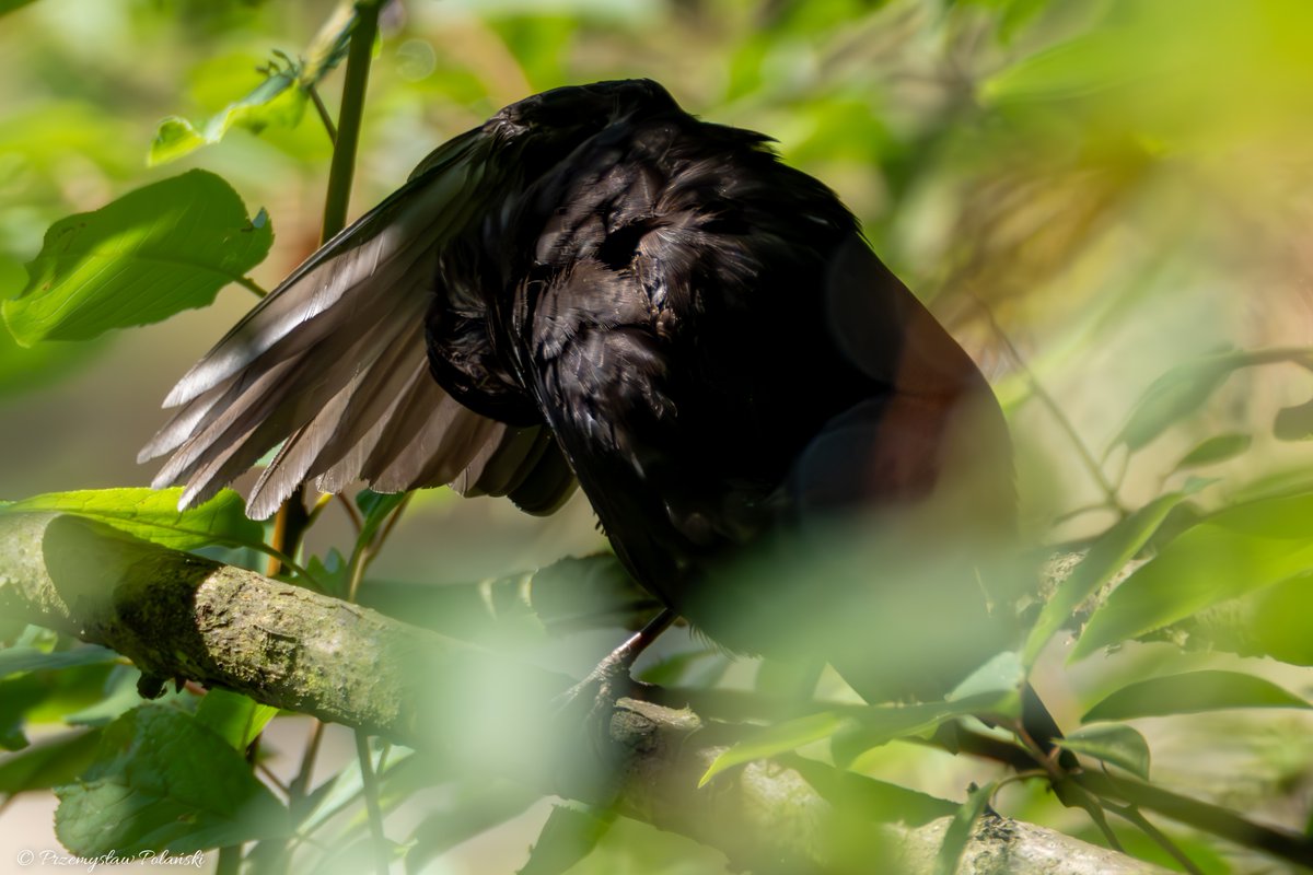 Morning feather care, Blackbird (Turdus merula) 😊 Good morning☀️☀️

#GoodMorningEveryone #goodmoring