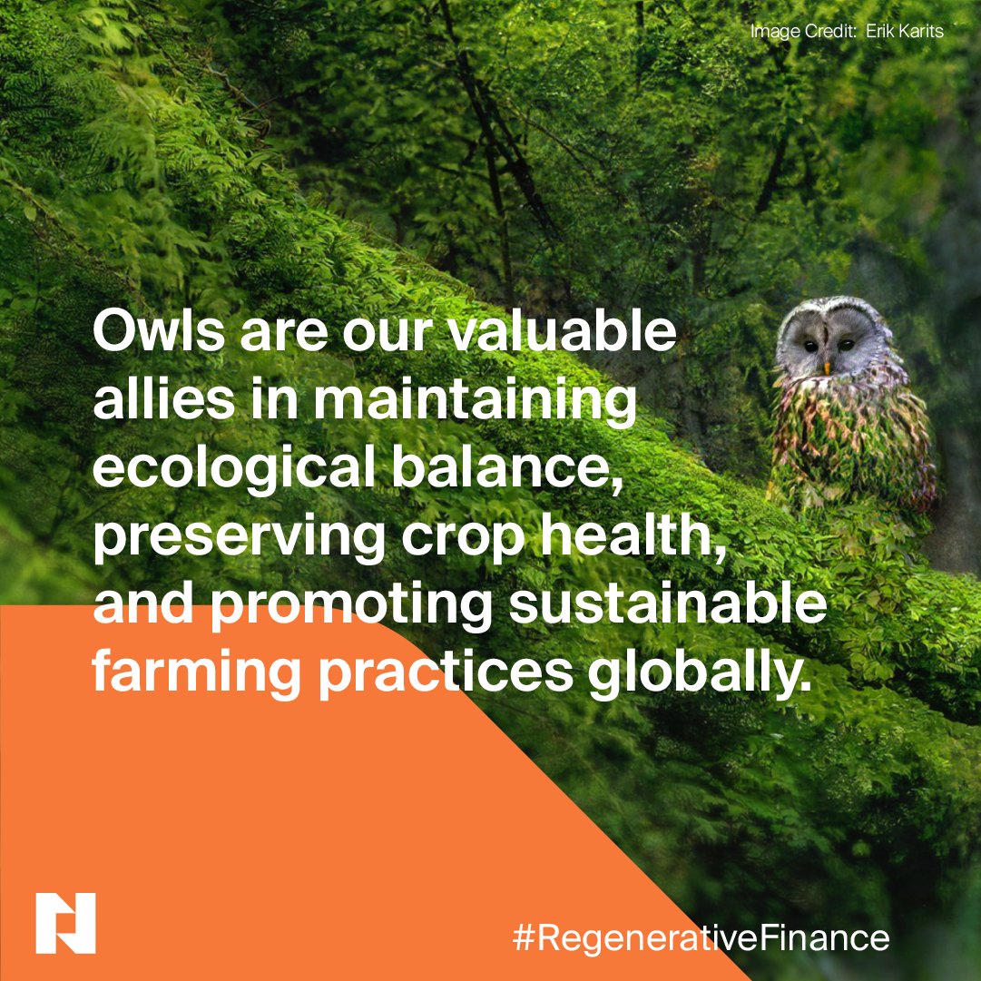 🦉Owls play a significant role in promoting green agriculture practices. 

Another reason to continue conserving these captivating creatures. 

➡️ Slide for more

#ecosystem
#nature
#conservation