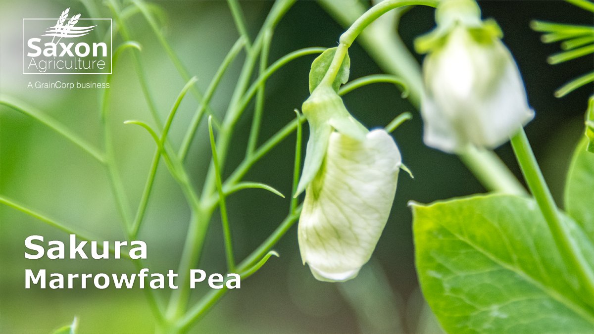 SaxonAg's tweet photo. If looking at growing pulses this year, marrowfat peas should be a serious consideration. With very high premiums available, there is opportunity to grow Sakura which is the most popular variety in the market. Contact your Saxon representative for seed and 2024 buyback options. https://t.co/mQWJXsGT8d