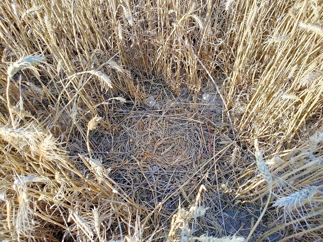 La planta fotovoltaica proyectada en #Almargen se sitúa en un área “altamente sensible”, según el <a href="/mitecogob/">Transición Ecológica y Reto Demográfico</a>

Su construcción amenaza la población del sisón, en peligro de extinción, y del aguilucho cenizo, catalogado como vulnerable ow.ly/vpyE50PeOCv