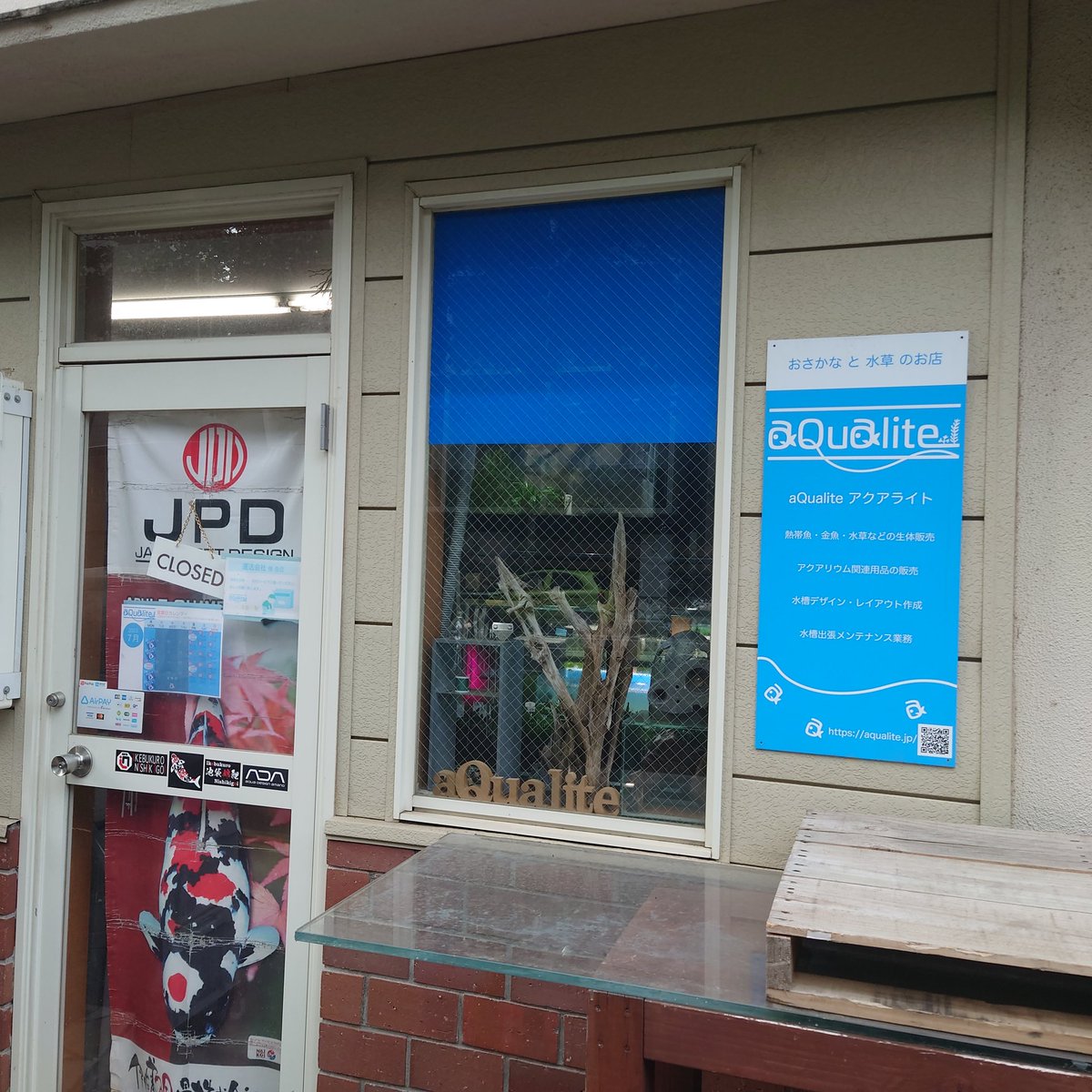 ordinaryaqua's tweet photo. アクアライト(@aQualite_jp )の角谷さんに道でばったり会いました。定休日なのですが店で作業してるとのことだったのでこっそりお邪魔してきました！関東有数の南米水草の在庫数を誇る店舗です。ぜひ見に行ってみてください。営業日がちょっと変わってますので確認を忘れずに！ https://t.co/YjuIWpCfWx