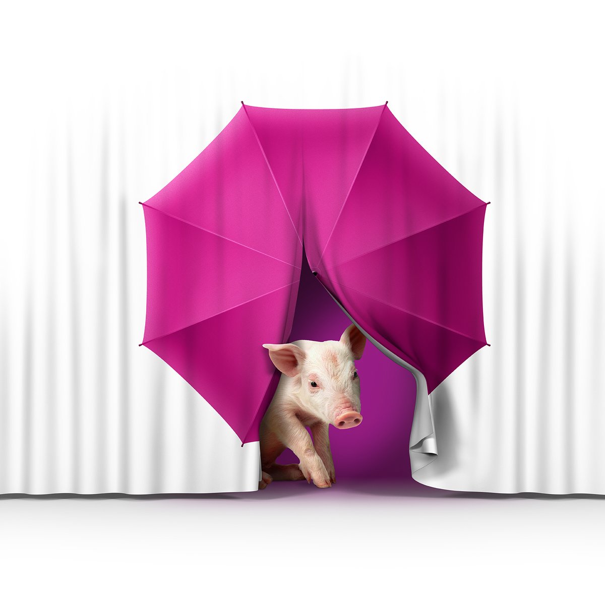 EvonikAnimal's tweet photo. Weaning, stress, opportunistic bacteria…🐖These are all causes of digestive health challenges in piglets. The transition from milk to dry feed is a radical dietary change.

But did you know functional feed additives support the intestinal health of your piglets? 🪄

(1/3)🧵 https://t.co/3c7MDsodNE
