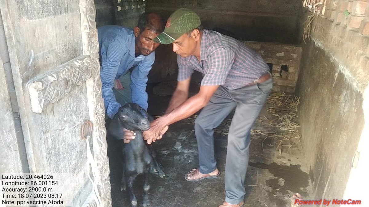 VDsalipur's tweet photo. PPR , Brucella vaccination &amp; tagging  is going on in different villages by LIs , Veterinary Dispensary Salipur @dahvsodisha @farddept @ovsacuttack @rajaaswain https://t.co/gFkTRWLfYN