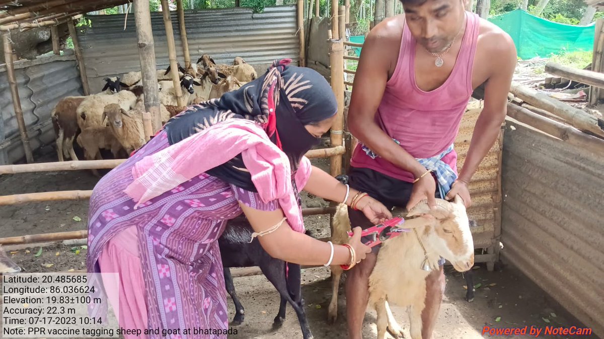 VDsalipur's tweet photo. PPR , Brucella vaccination &amp; tagging  is going on in different villages by LIs , Veterinary Dispensary Salipur @dahvsodisha @farddept @ovsacuttack @rajaaswain https://t.co/gFkTRWLfYN