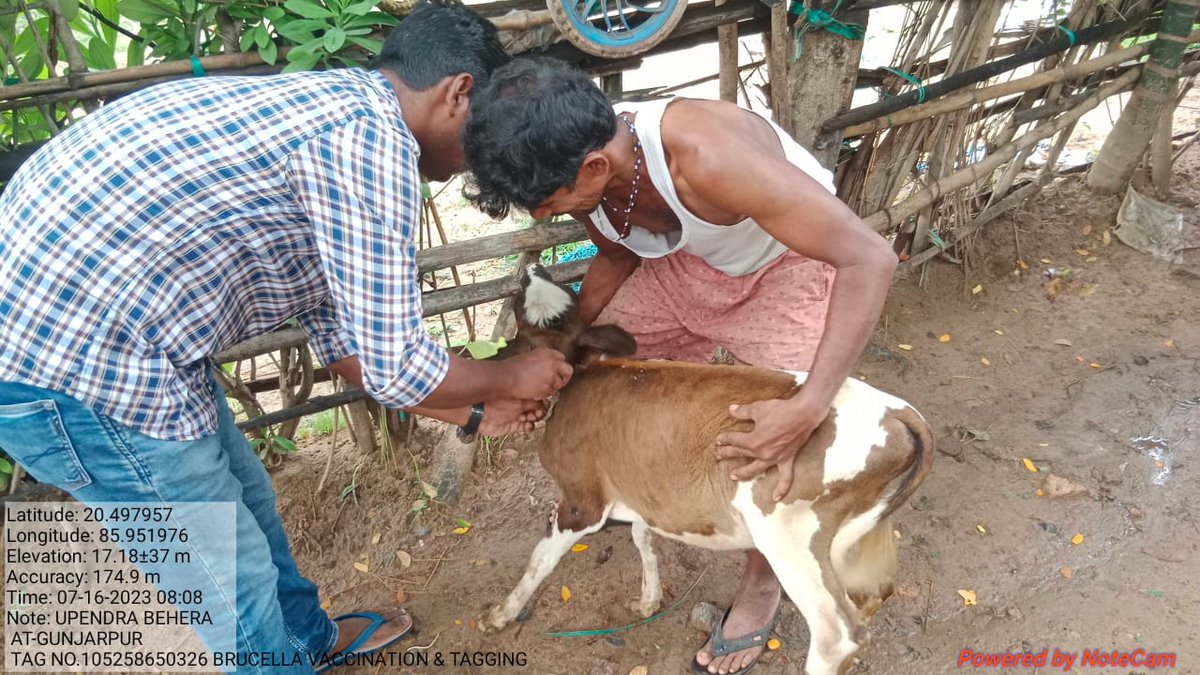 VDsalipur's tweet photo. PPR , Brucella vaccination &amp; tagging  is going on in different villages by LIs , Veterinary Dispensary Salipur @dahvsodisha @farddept @ovsacuttack @rajaaswain https://t.co/gFkTRWLfYN