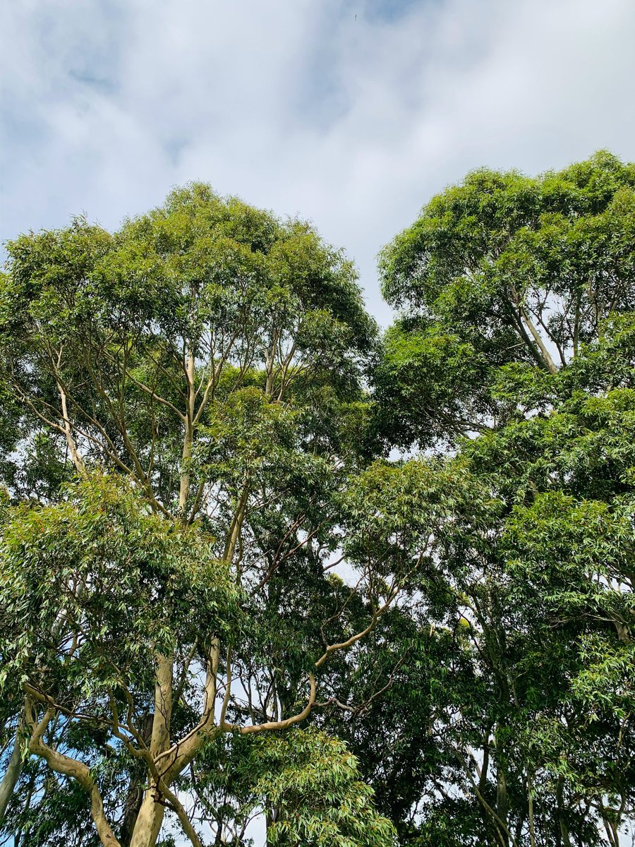 HelpSelfHelpCe1's tweet photo. Remember, small actions add up to significant change. Start today and lead the way towards a more sustainable future! 🌏💫 #CarbonFootprintReduction #ClimateActionNow https://t.co/Qj1thF1FRg