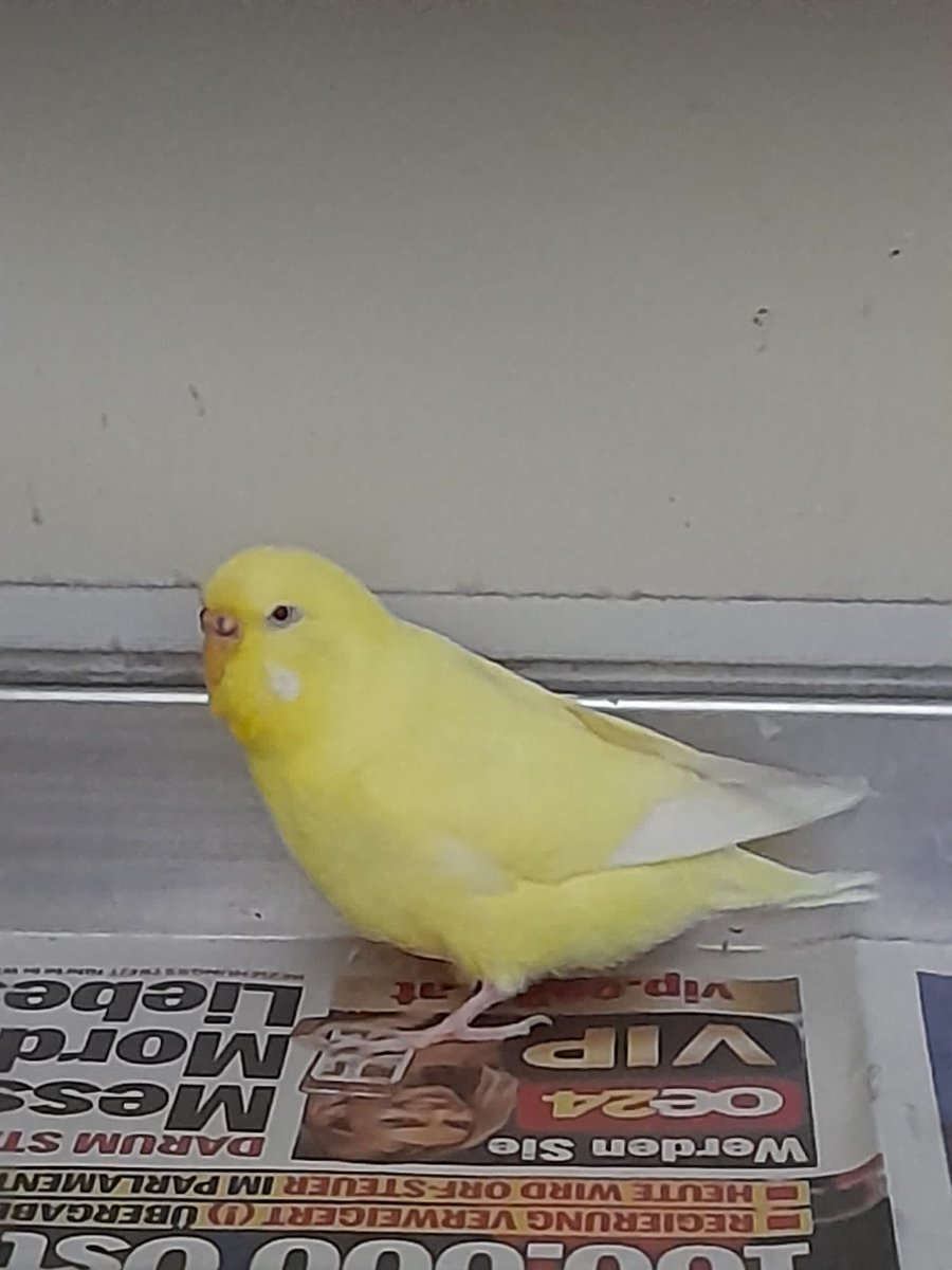 LostPetsVienna's tweet photo. Wer vermisst diesen Wellensittich? Der Vogel wurde am 17. Juli im Alsergrund, Badgasse, gefunden. Er ist gelb. #fundtier #wien https://t.co/ori3qdJDyj
