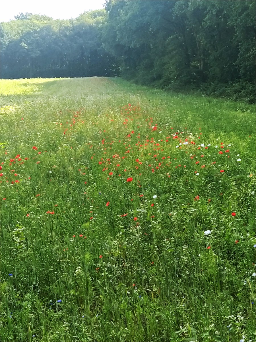 Zo simpel, zo mooi en dat om de hoek #gnr #naardereng <a href="/gemeentehuizen/">Huizen</a>