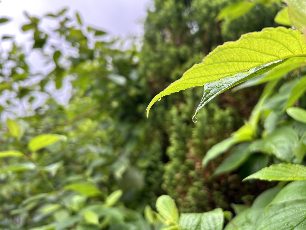 It’s a slightly moist start to the day here in Langdale but that’s what gives us our beautiful lakes,tarns and streams #nature #weather #LakeDistrict #raindrop #Elterwater #Cumbria