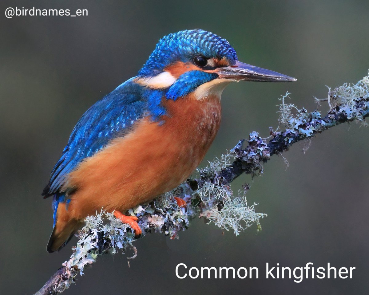Common kingfisher 🌍🌏 #Eurasianbirds #Europeanbirds #Asianbirds #Africanbirds | #English #birdnames #birds🦜