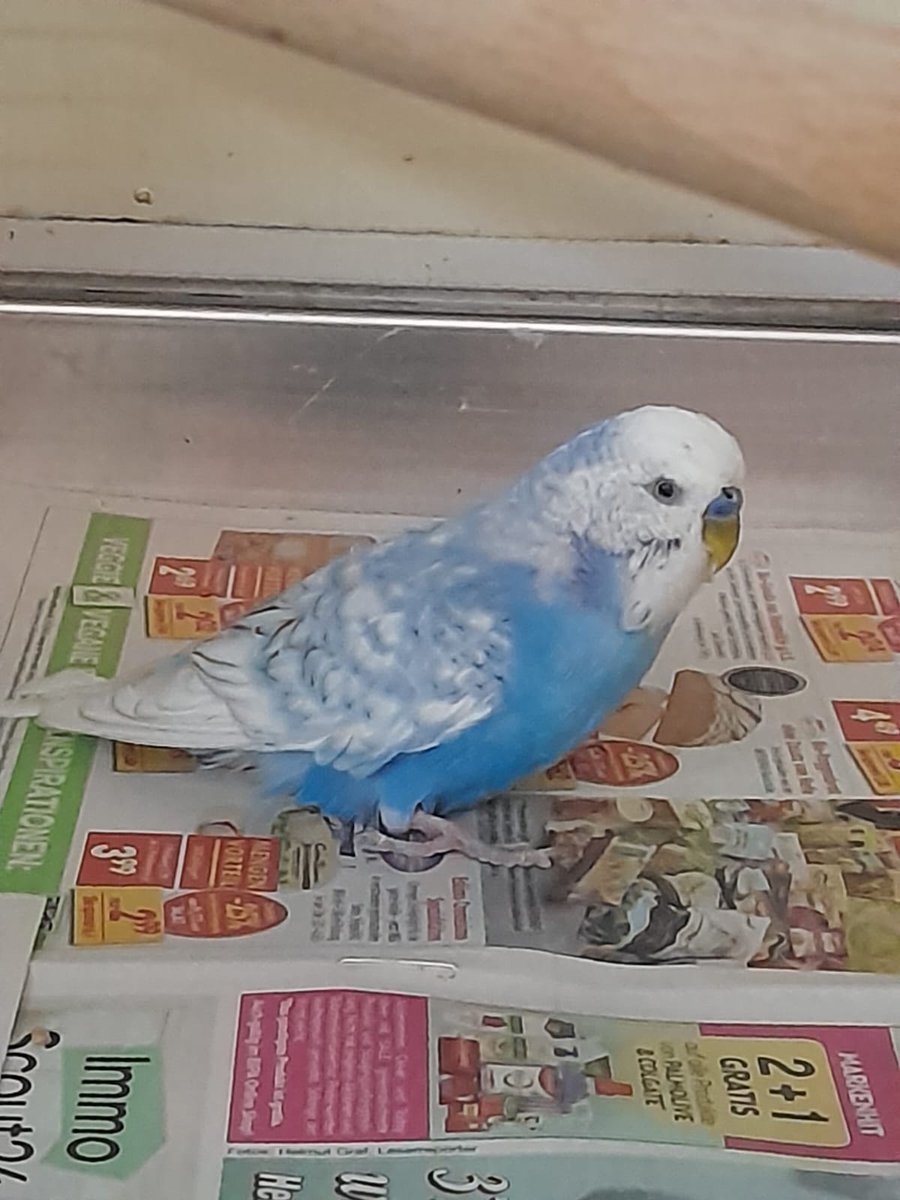 LostPetsVienna's tweet photo. Sucht jemand einen Wellensittich? Der Vogel wurde am 17. Juli in Döbling gefunden, Bereich Huschkagasse. Er ist blau-weiß gefärbt. Das Geschlecht ist unbekannt. #lostpet #vienna https://t.co/YrvgYlLwyu