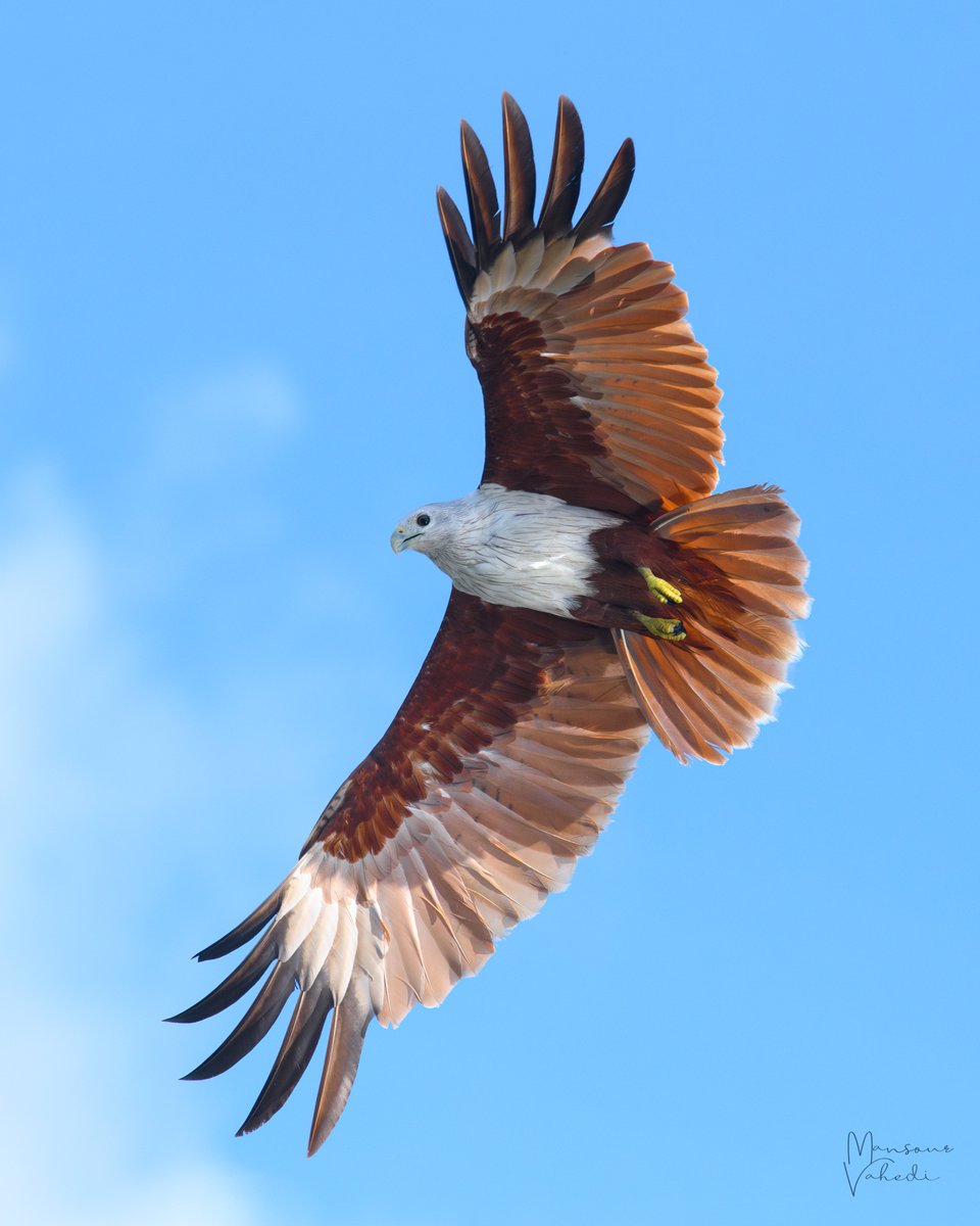 Brahminy Kite
Langkawi, Malaysia
#raptor #birdofprey #brahminykite #kite #malaysia #langkawi #kilimgeoforestpark