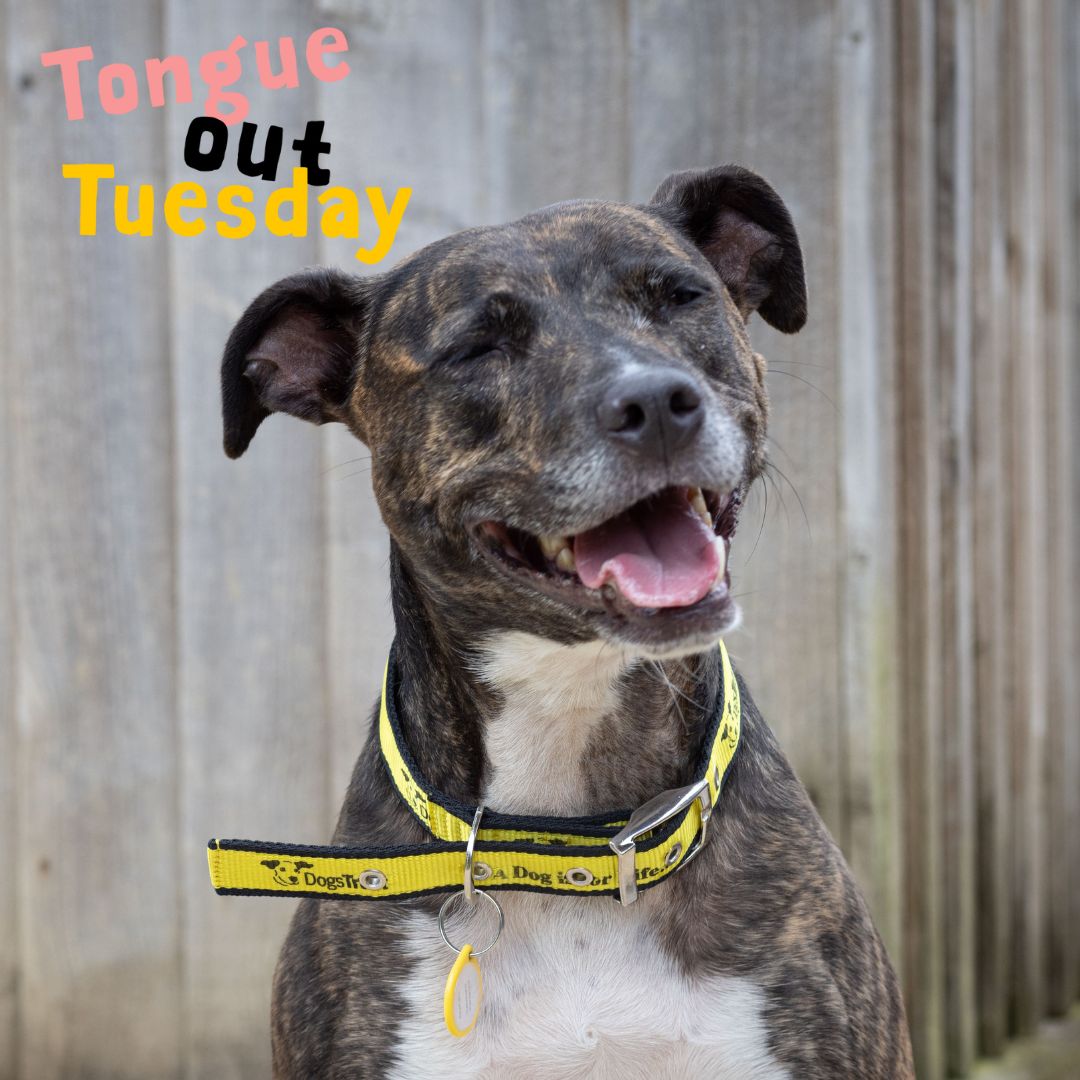 Ohh Maggieee Moooo! The always happy Maggie is sporting a lovely #TongueOutTuesday for us today! 👀 🐶

#RescueCentre #DogsOfInstagram #Crossbreed