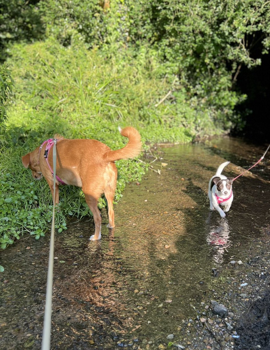 MapleandJeff1's tweet photo. We went for a walk last night with the hoos and had a paddle! It was awesome!!!! #AdoptDontShop #RescueDogs https://t.co/J3hO5AJa0s