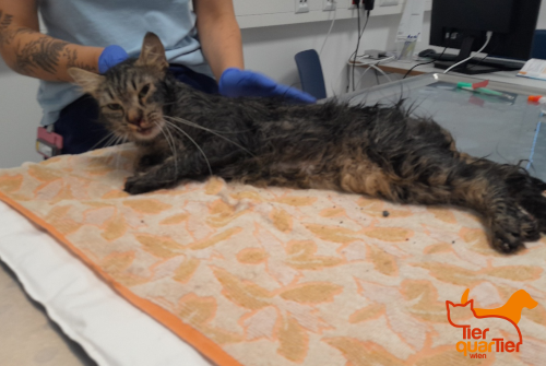 LostPetsVienna's tweet photo. Katze aufgesammelt! Am 18. Juli wurde in Favoriten (Neilreichgasse) eine Europäisch Kurzhaar (Alter nicht bekannt) aufgelesen. Farbe: braun getigert. Wer vermisst das Tier? #fundkatze #vienna https://t.co/heWuWbvWaI