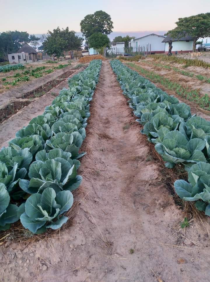 Daramombe Fresh Produce tweet media