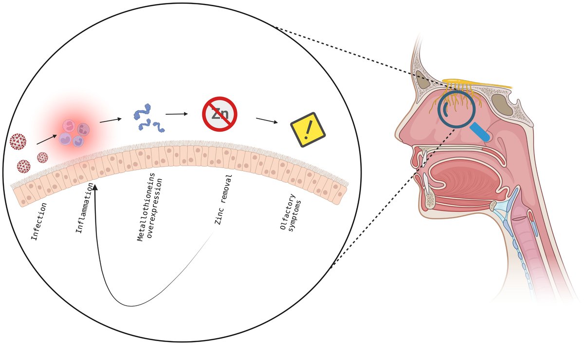 In the olfactory epithelium, the viral infection leads to an inflammatory state and overexpression of metallothioneins, with subsequent decrease in zinc levels, resulting in immune response and in the insurgence of olfactory symptoms establishing a feedback mechanism.